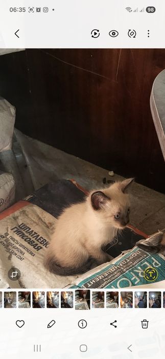 Котята в добрые руки!
