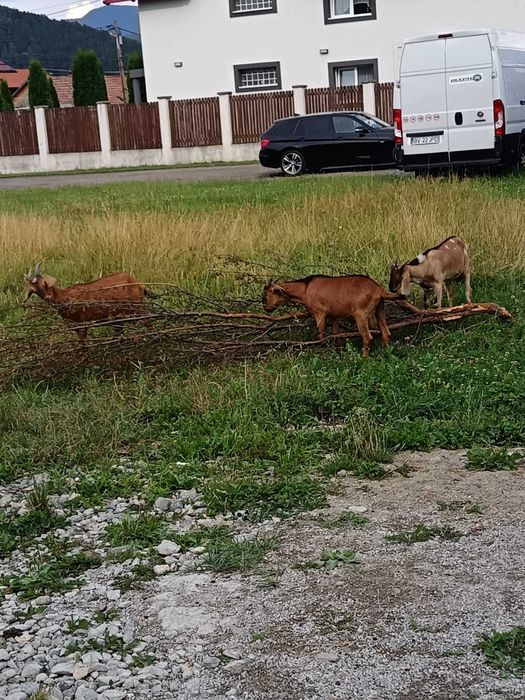 Vând 5 capre din rasa Alpină Franceză. Preț: 4.800 lei.