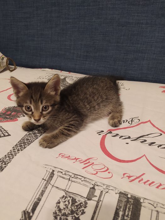 Котята домашние в добрые руки