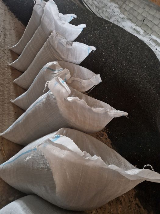 FLOAREA SOARELUI 2025  producție proprie