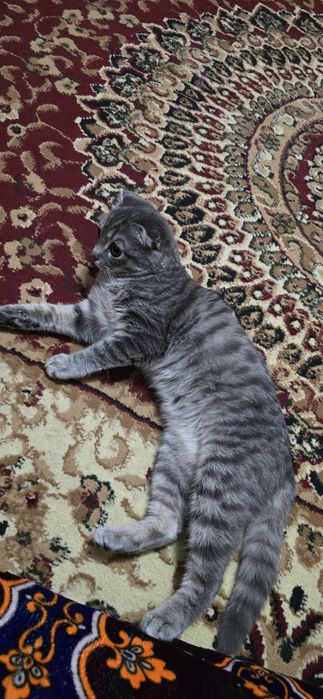 Skottish fold. Sotiladi