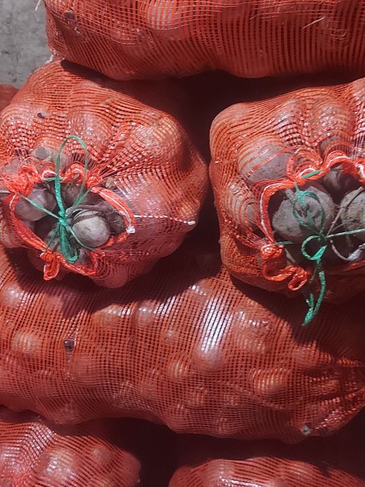 Свёкла. Продам. Оптом