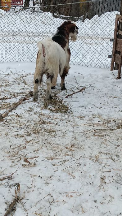 Țap bun de 1 an  șut, metis