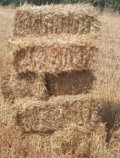 Baloți fân vara 2025!