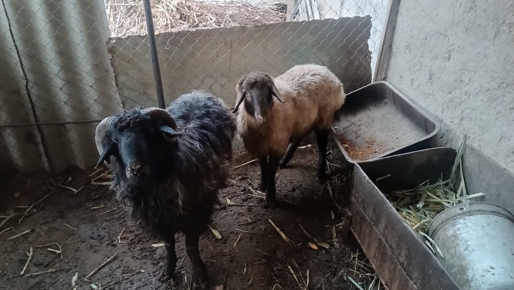 Кошкар сатылады 2 дана