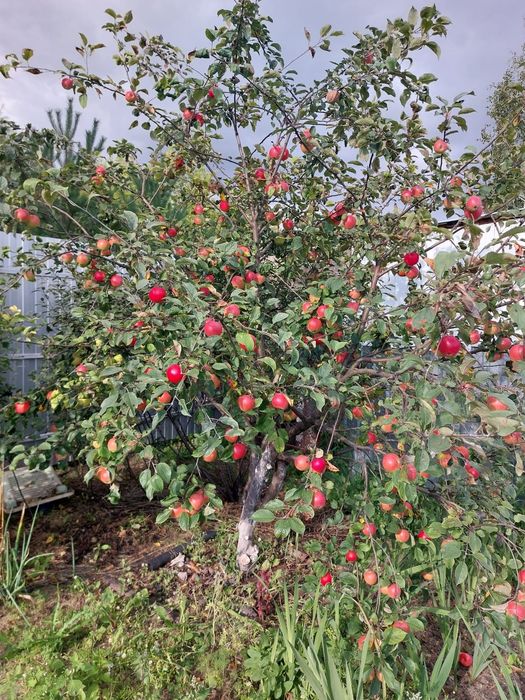 Продам дачу общество Борки