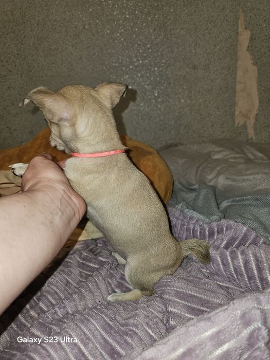 Девчушка чихуахуа стандарт