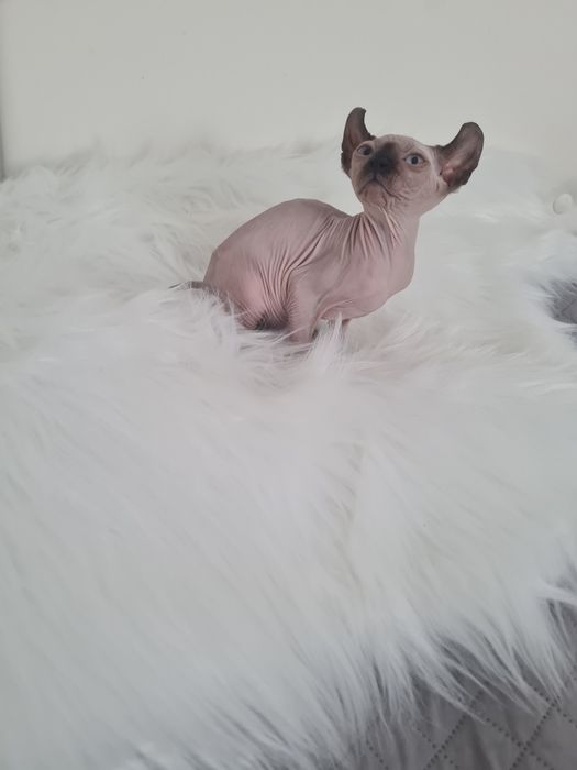 Pisică  Sphinx mascul elf