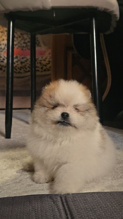 Шпиц померанский девочка и мальчик