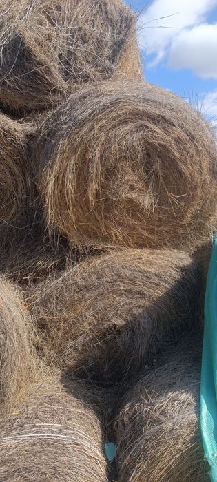 Продам сено в рулонах