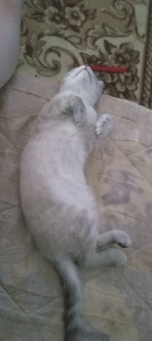 Кошка в добрые руки