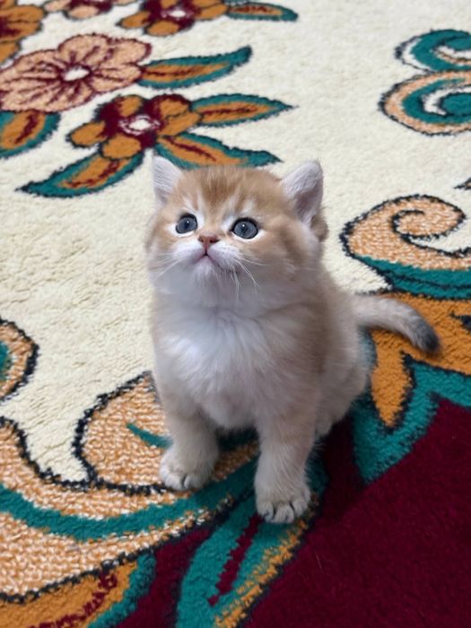 Britanski zolotistiy shinshila