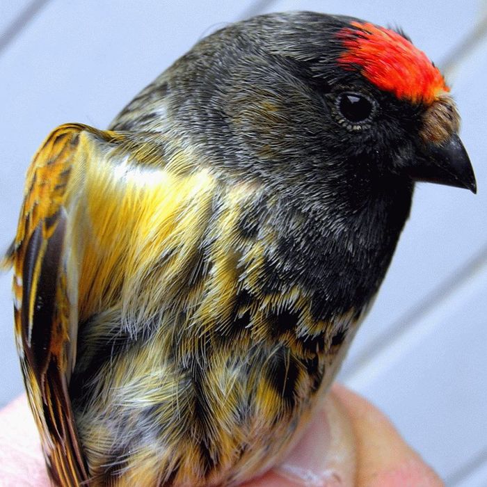 Продам красношапочного вьюрка