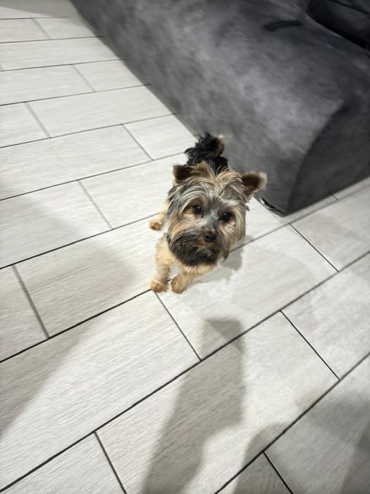 Кабель Йорк вязка