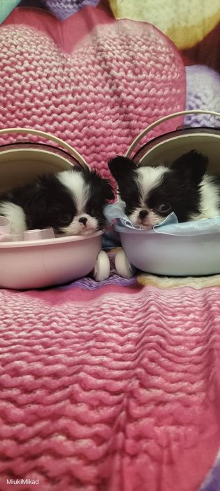 Щенки японского хина