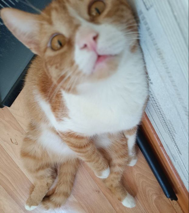 Отдаю рыжего кота