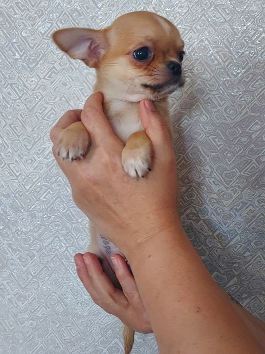 Продаю щенка чихуахуа