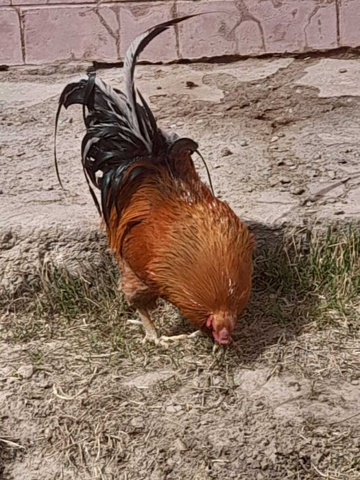 Қораз сатылады,,