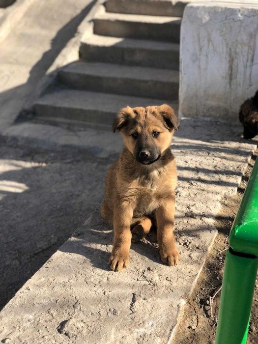 щенки бесплатно тегін