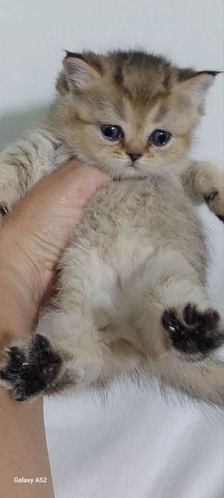 Кошки животные и