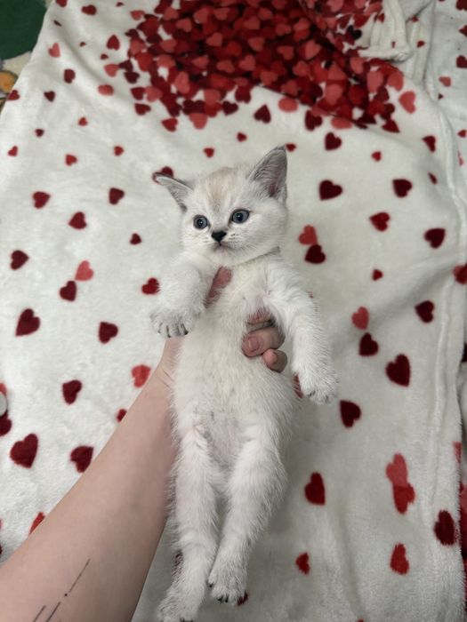 Продается британские котенки