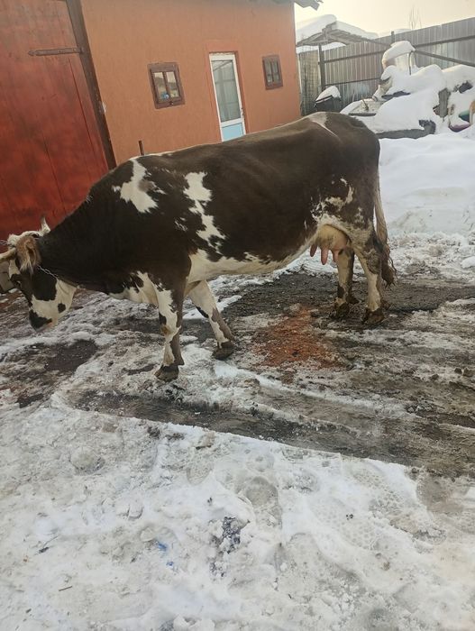 Vând jiuninca la a doua fataredoua fătare a