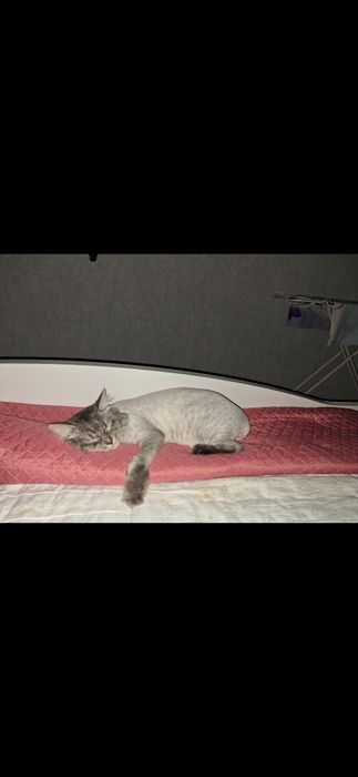 Отдам кошку породистую