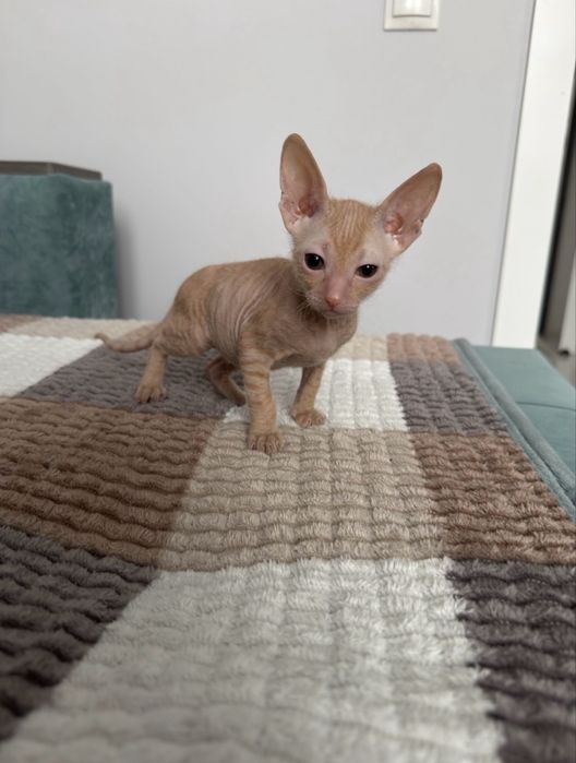 Котенок велюровый донской сфинкс