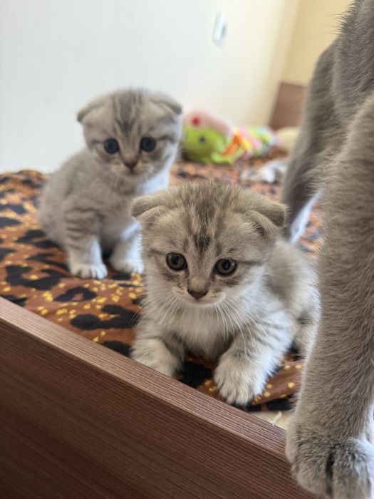 Продаються шикарные котята