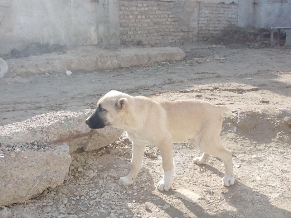 Кангал боласи угил бола 3 ойлик