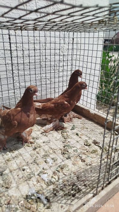 Голуби, красные, сочи и шалкар