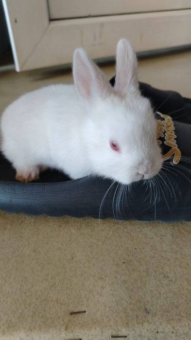 Iepuri pitici urgent trimit în Arad și Timiș!!!