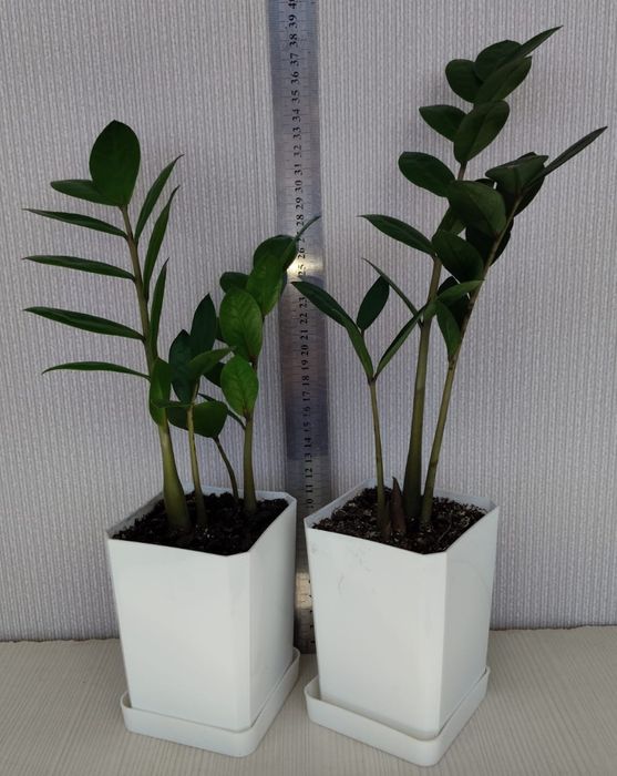 Продам замиокулькас