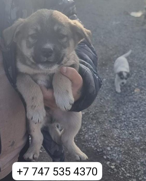 Щенки милые куклята в добрые руки