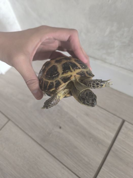 Черепашка продается