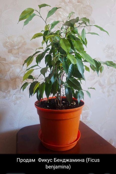 Продам фикус 3-х видов.