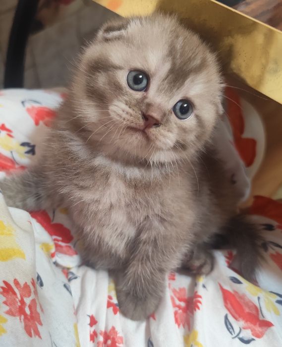 Котик породы Шотландец.