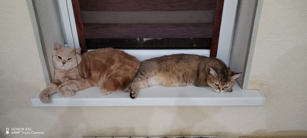 Котята Шодладского породы