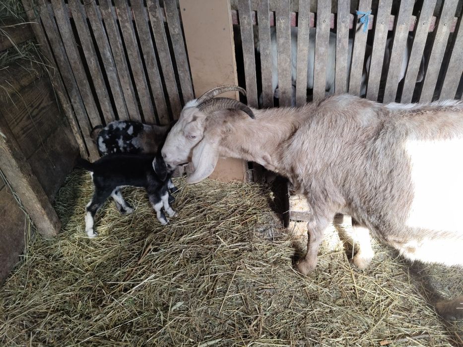 Capre Anglo-Nubiană