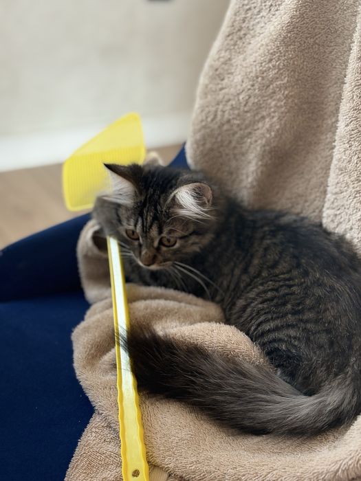 Котенок отдам даром