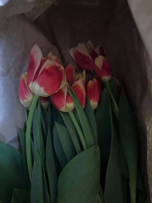 Продаются тюльпаны