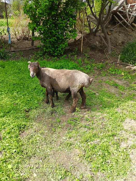 Quy blan mernoz quchqor sotladi