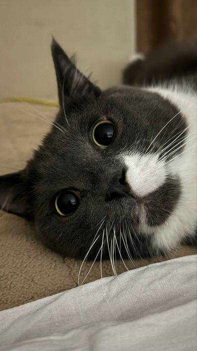 Отдам кота и кошку ( трлтко вместе)