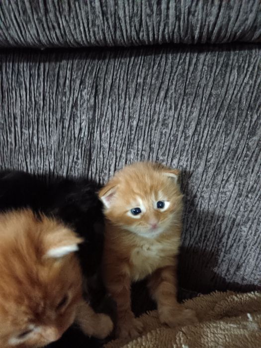 Котята мейн кун.