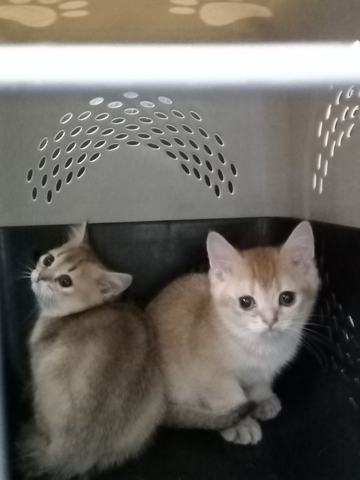 Котята золотая шиншилла