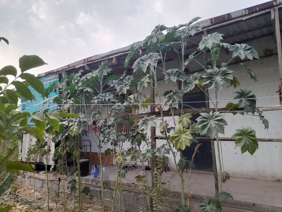 Manzil: Yangi Hayot chortoq Laylak Mahalla