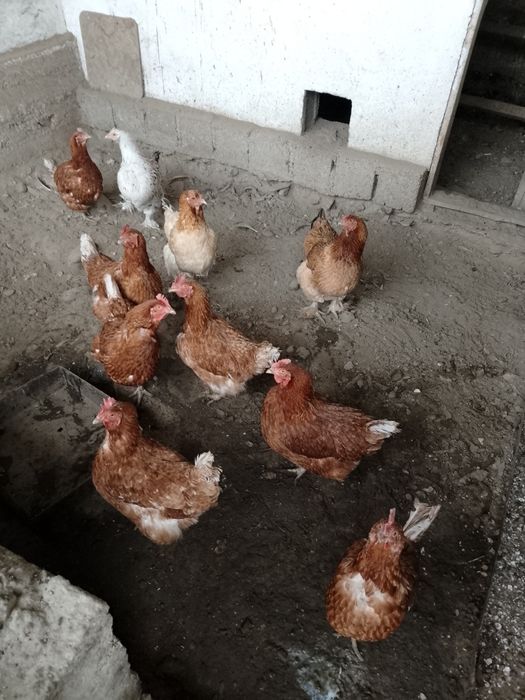 Продам Кур несушки Лоун Браун
