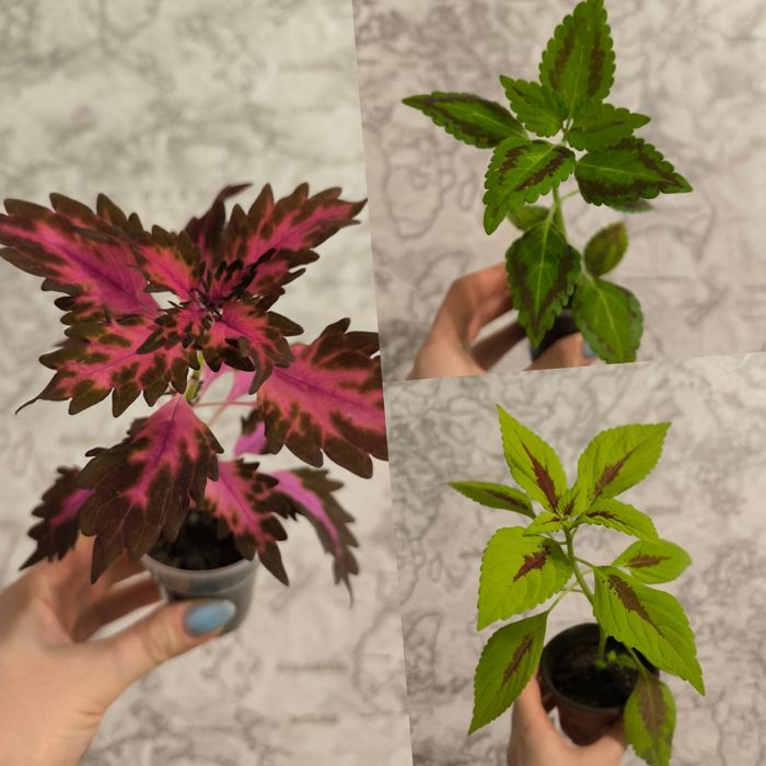 Комнатные растения цветы Колеус