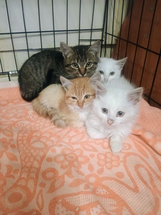 Отдам в добрые руки котят