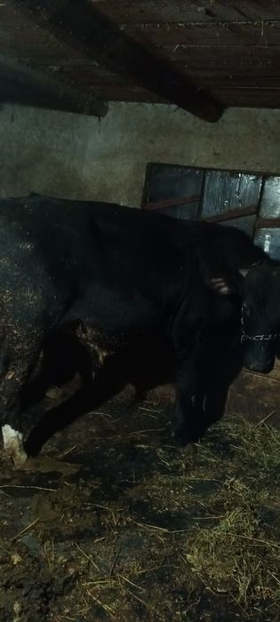 De vanzare 3 taurasi